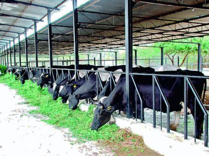 Lockdown Time on Buffalo Stables in Mumbai; Fodder, doses expensive; So the milk prices went down | मुंबईतील म्हशींच्या तबेल्यांवर लॉकडाऊनची वेळ; चारा, खुराक महागले; तर दुधाचे भाव उतरले