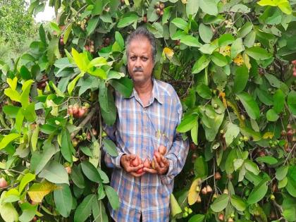 The growing craze for the exotic fruit tree 'White Purple' | ‘सफेद जांबू’ या परदेशी फळझाडाची वाढती क्रेझ; मुंबई बाजारात मागणी