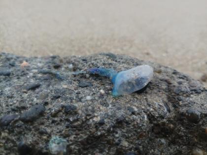 blue bottle jellyfish terror on juhu beach know what to do after a jelly fish bite | जुहू बीचवर ब्ल्यू बॉटल जेली फीशची दहशत; जेली फीश चावल्यावर काय करावे?