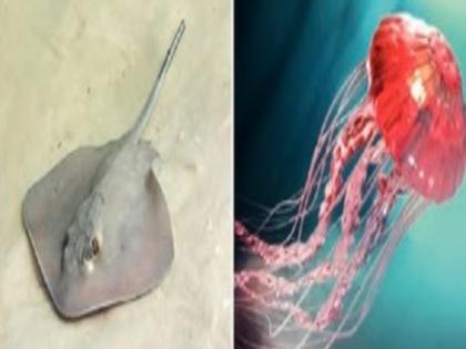 in mumbai caution during ganpati immersion increased risk of fish bite existence of stingrays and jellyfish on mumbai shore | विसर्जनावेळी सावधान! मत्स्यदंशाचा धोका; मुंबईच्या किनाऱ्यांवर स्टिंग रे, जेली फिशचे अस्तित्व