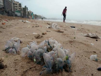 Blue bottle jellyfish cause panic along Mumbai beaches | जुहू बीचवर जेलीफिशचे साम्राज्य, पालिका प्रशासन सज्ज