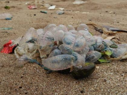 जुहू सिल्व्हर बीचवर जेलीफिशचे साम्राज्य - Marathi News | Jellyfish scare on city beaches | Latest News at Lokmat.com