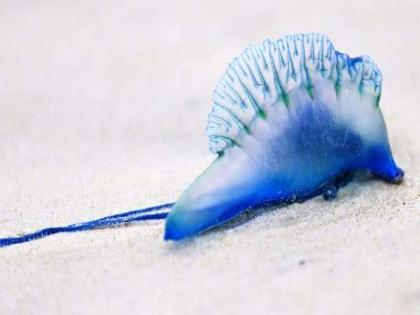 Toxic jellyfish spotted at Mumbai beaches | गिरगाव चौपाटीवर जाताय?... सावधान, पुढे धोका आहे!