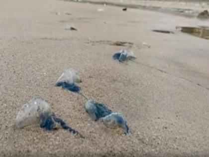 in mumbai take measures to protect against jellyfish notice from municipal commissioner of fisheries | जेलीफिशपासून संरक्षणाबाबत उपाययोजना करा; मत्स्यव्यवसाय आयुक्तांच्या मनपाला सूचना