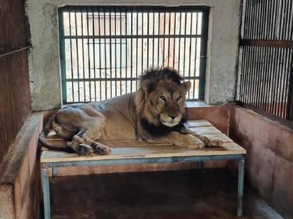 Jespa, a lion at the Zoological Museum of Sanjay Gandhi National Park in Borivali, died | संजय गांधी राष्ट्रीय उद्यानातील प्राणी संग्रहालयातील जेस्पा या सिंहाचा मृत्यू 