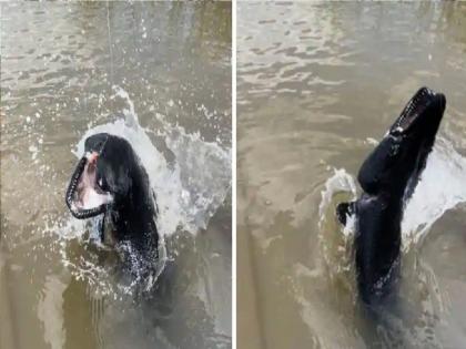 Jet-Black River Beast: Rare 'monster' caught in fishermen's net, appeared after many years | Jet-Black River Beast: मच्छिमारांच्या जाळ्यात अडकला दुर्मिळ 'राक्षस', कित्येक वर्षानंतर दिसला...