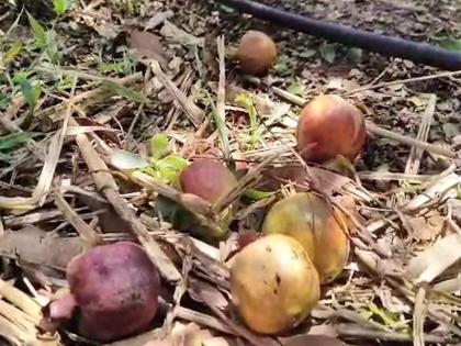 Farmers' Pomegranate Orchards Damaged by Storm and Rain in Sangamner | संगमनेरमध्ये वादळी वारा अन् पावसामुळे शेतकऱ्यांच्या डाळींब बागेचे झाले नुकसान