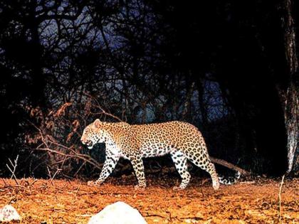 Leopard jailed in forest department trap in shiroli of kolhapur | वनविभागाच्या सापळ्यामध्ये बिबट्या जेरबंद; सिध्दोबाच्या डोंगरात ४ महिन्यांपासून होता ठाण मांडून