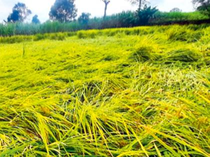 A burst of return rain; crops in water; Major damage in Khandesh, Satpura areas including western Maharashtra | परतीच्या पावसाचा तडाखा; पिके पाण्यात; पश्चिम महाराष्ट्रासह, खान्देश, सातपुडा परिसरात मोठे नुकसान