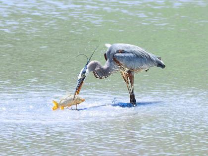 eel fish manages to burrow its way out a heron’s throat after being eaten; see photoes | Social Viral: बगळ्याने जिवंत मासा गिळला; पुढे जे झाले ते पाहून फोटोग्राफरदेखील हादरला