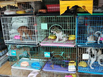 How many legal pet shops are there? | पाळीव प्राणी विकणारी वैध दुकाने किती? 