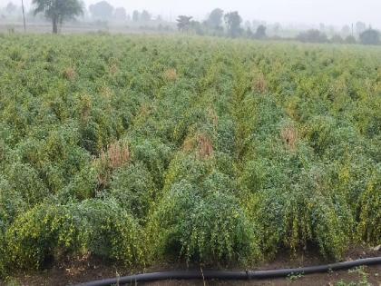 The havoc of untimely rain, crop damage, the dream of farmer was soaked | अवकाळीचा कहर; बळीराजाचे स्वप्न भिजले, संकटाने मनही थिजले!