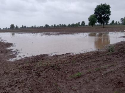 After a month and a half, heavy rain in Buldhana district, heavy rain in 11 circles | दीड महिन्यानंतर बुलढाणा जिल्ह्यात दमदार पाऊस, ११ मंडळात अतिवृष्टी 