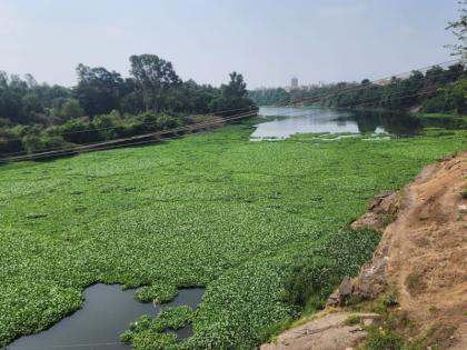 Waterfowl expansion increased in the Ulhas River; District administration's neglect of Ulhas river | उल्हास नदीत जलपर्णीचा विस्तार वाढला; जिल्हा प्रशासनाचे उल्हास नदीकडे दुर्लक्ष