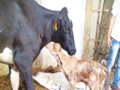 Geer Kalavadi was born in the womb of a Jersey cow | जर्सी गायीच्या पोटी गीर कालवडीचा जन्म; शेतकऱ्यांच्या गोठ्यात देशी गाय भ्रूण प्रत्यारोपण