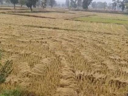 Unseasonal rains hit rice crop hard; Report submitted by Panchnama | अवकाळी पावसाचा भात पिकाला मोठा फटका; पंचनामे करून अहवाल सादर