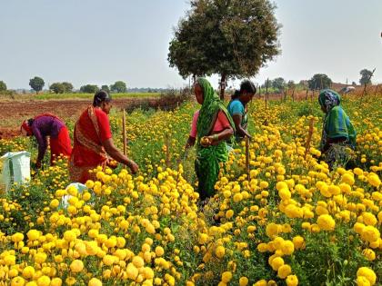 Disappointment in Dussehra, hope of Diwali recovery for flower farmers | दसऱ्यात निराशा, आता फूल उत्पादक शेतकऱ्यांना दिवाळीत नुकसान भरून निघण्याची आशा 