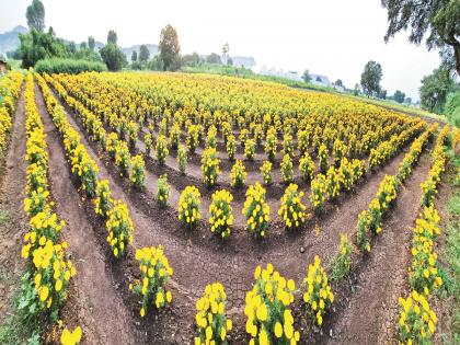 On Dussehra, marigolds will make farmers cry, on Diwali they will fill their bags | दसऱ्याला झेंडू शेतकऱ्यांना रडविणार, दिवाळीत झोळी भरणार