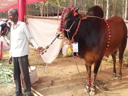 'Ravan' dominates the National Agricultural Exhibition; 100 acres area, 512 stalls | राष्ट्रीय कृषी प्रदर्शनात ‘रावण’चाच बोलबाला; दोन दिवसांत दीड लाख शेतकरी, नागरिकांच्या भेटी