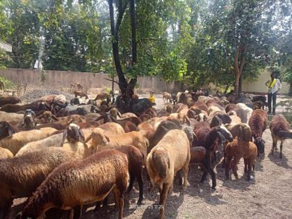 Dhangar society aggressively attacked Tehsil office with sheep for reservation | आरक्षणासाठी धनगर समाज आक्रमक, मेंढ्यासह तहसील कार्यालयात दिली धडक