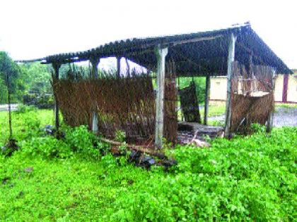 Rain fall in Sheeppada and Pilferpada | बहीपाडा व पिल्हेरपाड्यात पावसाने पडझड