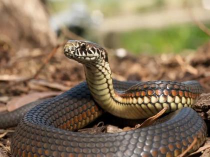 Be careful! As soon as the rains begin, the snakes will come out; Appeal to care | सावधान! पावसाळा सुरू होताच बिळातील साप येणार बाहेर; काळजी घेण्याचे आवाहन