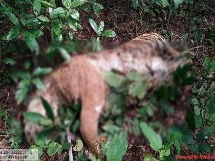 Striped tiger found dead in Satara Komti Bit of pombhurna tehsil | पट्टेदार वाघ मृतावस्थेत आढळला; सातारा कोमटी बिटातील घटना