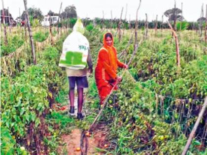 The price hike also hit; Tomatoes worth 2.5 lakhs stolen from farm | दरवाढीचा असाही फटका; शेतातून २.५ लाखांच्या टोमॅटोची चोरी