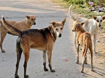 List of 47 plots submitted to High Court for keeping stray dogs confined Collector Dr. Affidavit of Vipin Itankar | मोकाट श्वानांना बंदिस्त ठेवण्यासाठी हायकोर्टात ४७ भूखंडांची यादी सादर; जिल्हाधिकारी डॉ. विपीन इटनकर यांचे प्रतिज्ञापत्र