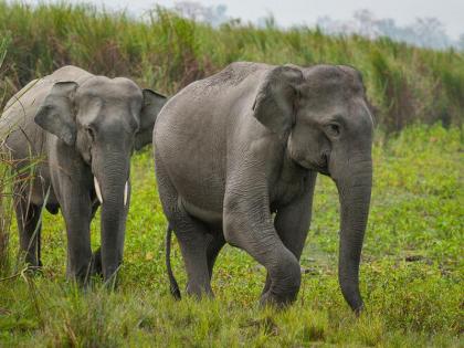 474 elephants killed by lightning in 6 years; Animals run to human settlements for food pdc | ६ वर्षांत विजेच्या धक्क्याने ४७४ हत्तींचा मृत्यू; प्राण्यांची अन्नासाठी मानवी वस्त्यांकडे धाव