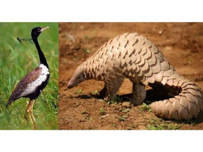 Solar or Thermal power plants are not allowed in areas where Pangolins, lesser florican located | खवल्या मांजर, तनमोर पक्षी असलेल्या भागात वीज प्रकल्पांना ‘नो एन्ट्री’