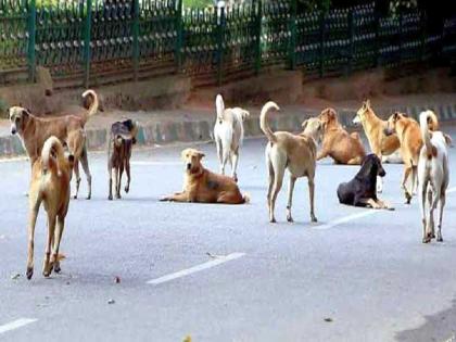 plea in supreme court challenges bombay hc decision prohibiting public feeding of stray dogs | भटक्या श्वानांना सार्वजनिक खाऊ घालण्यास मनाईला आव्हान; सुप्रीम कोर्टात याचिका दाखल