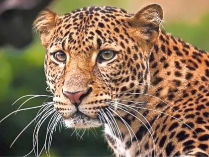 Leopard terror in Amravati-Paratwada and tiger in Jarud; fear among citizens | अमरावती-परतवाड्यात बिबट, जरुडात वाघाने फोडली डरकाळी; नागरिकांमध्ये भीती