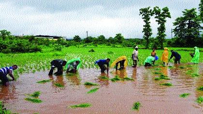 In the kharif season, only 24% sown area; Waiting for a strong rain | राज्यात खरीप हंगाम धोक्यात, केवळ २४ टक्के क्षेत्रावर पेरण्या; दमदार पावसाची प्रतीक्षा