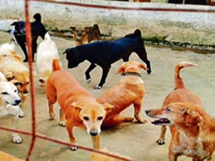 Cancer is spreading in city street dogs in amravati | अमरावतीत रस्त्यावरील श्वानांमध्ये फोफावतोय कॅन्सर