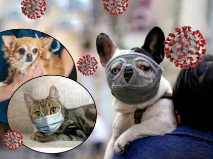 Cats and dogs can also get infected with COVID-19, claims new scientific reports