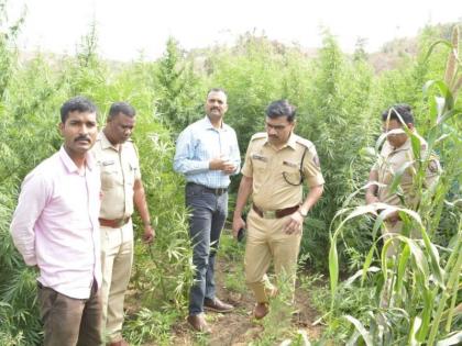 Cultivation of hemp worth crores of rupees after millet, sorghum crops; The police were also confused | बाजरी, ज्वारी पिकाआड करोडो रुपयांच्या गांजाची लागवड; पोलीसही चक्रावले 