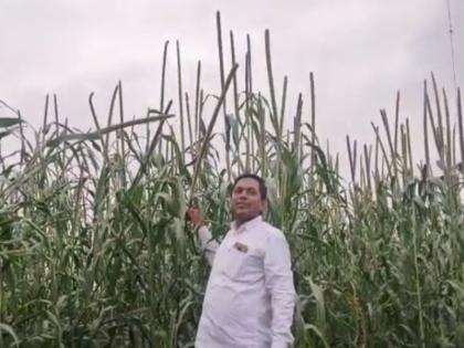 Three and a half feet of market corn, the farmer flourished the Turkish millet farm | साडेतीन फुटाचे बाजारीचं कणीस, शेतकऱ्याने फुलवली तुर्की बाजरीची शेती