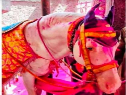 Death of Unmesh horse in Jyotiba service | जोतिबाच्या सेवेतील 'उन्मेष' अश्वाने घेतला अखेरचा श्वास, दशकभर होता सेवेत