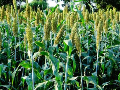 Dominance of sorghum in the district this year; Cultivation more than general area | जिल्ह्यात यंदा ज्वारीचा बोलबाला; सर्वसाधारण क्षेत्रापेक्षा जास्त लागवड