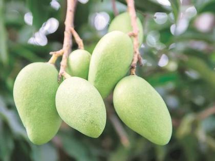 Damage to mango growers due to untimely rains | अवकाळी पावसाने आंबा बागायतदारांचे नुकसान