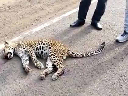 A vehicle hit a leopard near a waterfall in Kothari area on the Chandrapur-Aheri road. | अज्ञात वाहनाने  बिबट्याला उडविले; शेवटचा श्वास घेताना बघून माणसं गहिवरली 