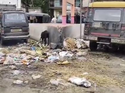 The Garbage wheels of stopped, an empire of dirt was created in the city of Dhule | घंटागाड्यांची चाके थांबली, धुळे शहरात निर्माण झाले घाणीचे साम्राज्य