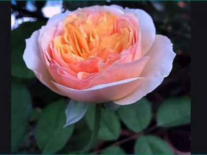 Juliet Rose : १५ वर्षांच्या अथक प्रयत्नांनंतर फुललं जगातील सर्वांत महागडं गुलाब, किंमत फक्त ११२ कोटी रुपये, अशी आहेत खास वैशिष्ट्ये