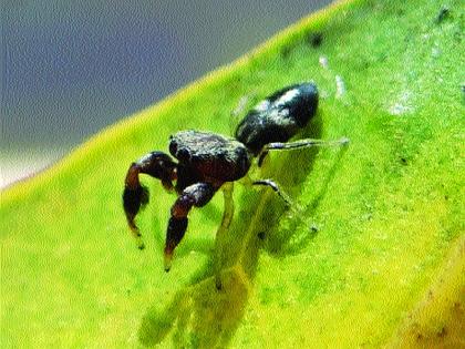  Discovery of a new species in the family of jumping spiders | जम्पिंग स्पायडरच्या कुळातील नव्या प्रजातीचा शोध