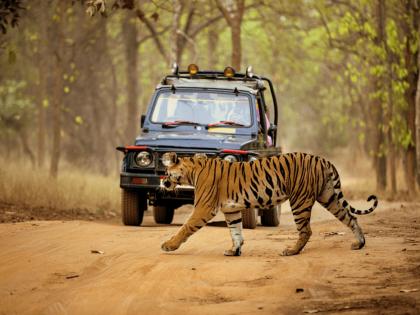 The hobby of jungle safari should be cherished for life... | जंगल सफारीचा छंद जीवाला लावी पिसे... The hobby of jungle safari should be cherished for life... | जंगल सफारीचा छंद जीवाला लावी पिसे...
