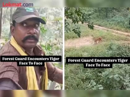 Forest guard see tiger face to face in Satpura Madhya Pradesh watch video | जंगलात ड्युटी करताना फॉरेस्ट गार्डसमोर अचानक आला वाघ, बघा थरकाप उडवणारा व्हिडीओ!