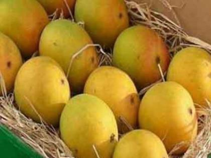 mumbai people relish the taste of junnar hapus konkan hapus mango season ends  | मुंबईकर चाखताहेत जुन्नरच्या हापूसची चव; कोकणचा हंगाम संपुष्टात 