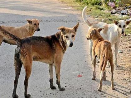 41 people are bitten by dogs every day in Navi Mumbai; Including 11 thousand people in nine months | नवी मुंबईत दररोज ४१ जणांना श्वानांकडून चावा; नऊ महिन्यांत ११ हजार जणांचा समावेश