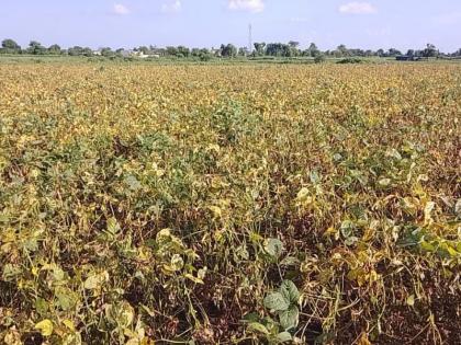 Facing the crisis, the farmers sowed soybeans in the fields in nashik | सोयाबीन व्हायरसच्या तावडीत, अख्खी शेते काळवंडली; नागपूरसह दोन जिल्ह्यांना फटका 